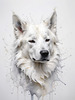 Abstract Sketch of Berger Blanc Suisse with Alert Ears and Calm Eyes