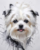 Abstract Sketchy Art of Maltese Dog with Silky Fur and Gentle Eyes