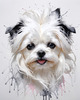 Abstract Sketchy Art of Maltese Dog with Silky Fur and Gentle Eyes