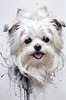 Abstract Sketchy Art of Maltese Dog with Silky Fur and Gentle Eyes