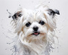 Abstract Sketchy Art of Maltese Dog with Silky Fur and Gentle Eyes