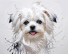 Abstract Sketchy Art of Maltese Dog with Silky Fur and Gentle Eyes