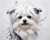 Abstract Sketchy Art of Maltese Dog with Silky Fur and Gentle Eyes