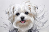 Abstract Sketchy Art of Maltese Dog with Silky Fur and Gentle Eyes