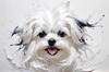Abstract Sketchy Art of Maltese Dog with Silky Fur and Gentle Eyes
