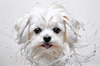 Abstract Sketchy Art of Maltese Dog with Silky Fur and Gentle Eyes