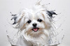 Abstract Sketchy Art of Maltese Dog with Silky Fur and Gentle Eyes