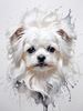 Abstract Sketchy Art of Maltese Dog with Silky Fur and Gentle Eyes