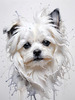 Abstract Sketchy Art of Maltese Dog with Silky Fur and Gentle Eyes