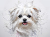 Abstract Sketchy Art of Maltese Dog with Silky Fur and Gentle Eyes