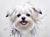 Abstract Sketchy Art of Maltese Dog with Silky Fur and Gentle Eyes