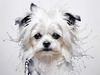 Abstract Sketchy Art of Maltese Dog with Silky Fur and Gentle Eyes
