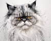 Luxurious Abstract Sketch of Persian Cat's Face with Flowing Fur