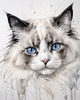 Sketchy Abstract Art of Ragdoll Cat's Face with Fluffy Fur