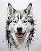 Abstract Art of Siberian Husky Face with Piercing Eyes and Fluffy Coat