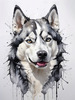 Abstract Art of Siberian Husky Face with Piercing Eyes and Fluffy Coat