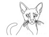 Minimalist Line Art of Playful Abyssinian Cat with Alert Expression