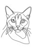 Minimalist Line Art of Playful Abyssinian Cat with Alert Expression