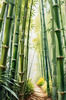 Realistic Bamboo Grove With Wind Rustling Printable Art