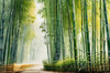 Realistic Bamboo Grove With Wind Rustling Printable Art