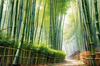 Realistic Bamboo Grove With Wind Rustling Printable Art