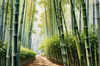 Realistic Bamboo Grove With Wind Rustling Printable Art