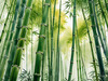 Realistic Bamboo Grove With Wind Rustling Printable Art