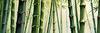 Realistic Bamboo Grove With Wind Rustling Printable Art
