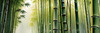 Realistic Bamboo Grove With Wind Rustling Printable Art