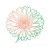 Minimalist Line Art of Chrysanthemum's Layered Petal Heart
