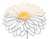 Minimalist Line Art of Chrysanthemum's Layered Petal Heart