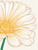 Minimalist Line Art of Chrysanthemum's Layered Petal Heart