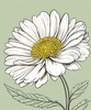 Minimalist Line Art of Chrysanthemum's Layered Petal Heart