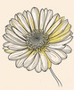 Minimalist Line Art of Chrysanthemum's Layered Petal Heart
