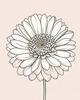 Minimalist Line Art of Chrysanthemum's Layered Petal Heart