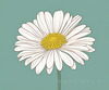 Minimalist Line Art of Chrysanthemum's Layered Petal Heart
