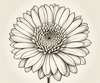 Minimalist Line Art of Chrysanthemum's Layered Petal Heart