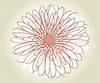 Minimalist Line Art of Chrysanthemum's Layered Petal Heart