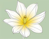 Minimalist Line Art of Tulip Contour with Petal Overlap