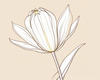 Minimalist Line Art of Tulip Contour with Petal Overlap