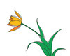 Minimalist Line Art of Tulip Contour with Petal Overlap