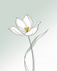 Minimalist Line Art of Tulip Contour with Petal Overlap