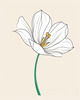 Minimalist Line Art of Tulip Contour with Petal Overlap