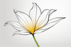 Minimalist Line Art of Tulip Contour with Petal Overlap