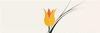 Minimalist Line Art of Tulip Contour with Petal Overlap