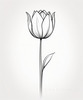 Minimalist Line Art of Tulip Contour with Petal Overlap
