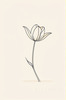 Minimalist Line Art of Tulip Contour with Petal Overlap