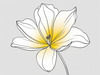Minimalist Line Art of Tulip Contour with Petal Overlap