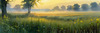 Meadow with Morning Mist and Glistening Dew on Spiderwebs at Sunrise