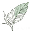 Minimalist Line Art of an Elegant Banana Leaf